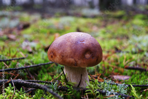 bay bolete in a polish mixed forest in the autumn