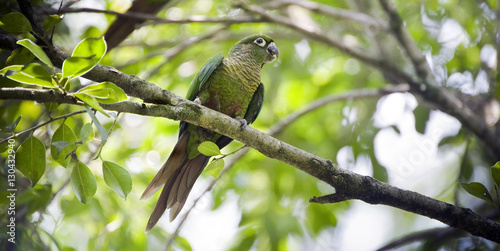 Maroon-bellied parakeet perched in Atlantic Rainforest tree