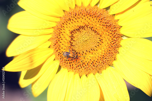 beetle on sunflower © Kelley