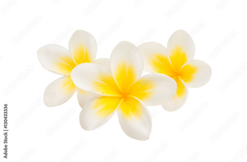 Naklejka premium frangipani flower isolated