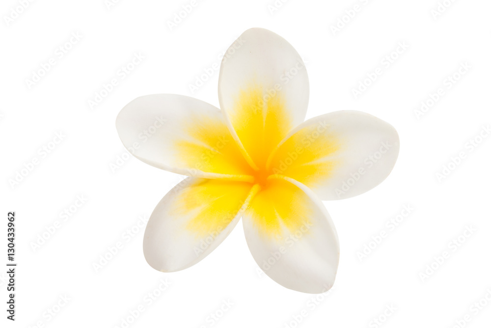 frangipani flower isolated frangipani flower isolated
