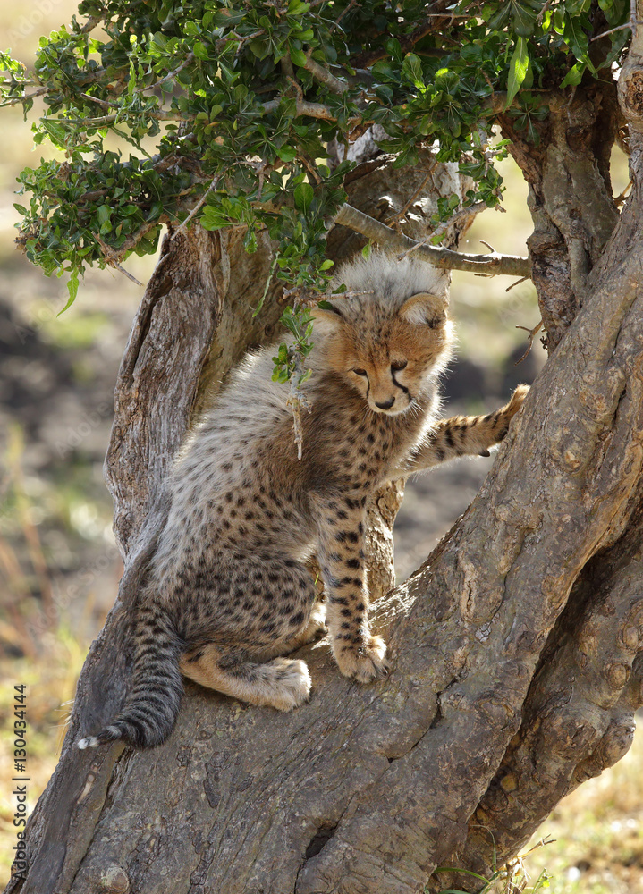 Obraz premium Cheetah is a big cat also know as the hunting leopard