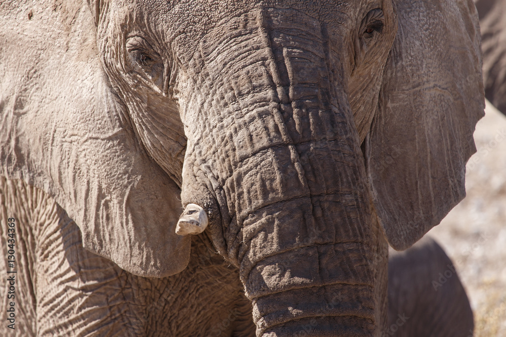 Elephant - Etosha Safari Park in Namibia Elephant - Etosha Safari Park in Namibia