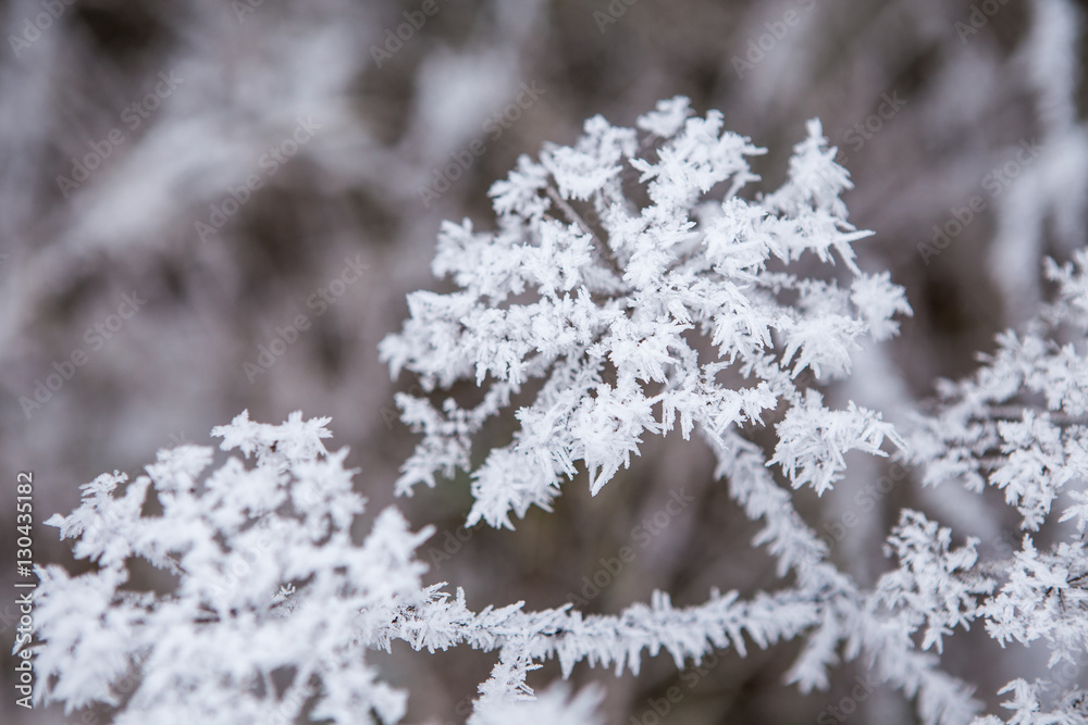 Close up of frozen flower covered with ice and snow, very shallo Close up of frozen flower covered with ice and snow, very shallo