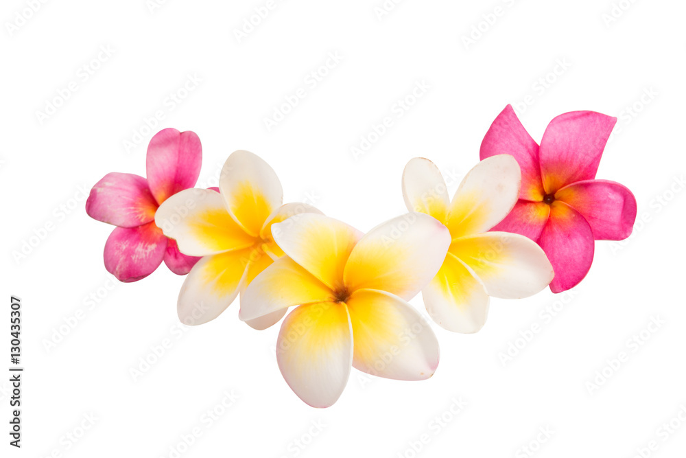Fototapeta premium frangipani flower isolated