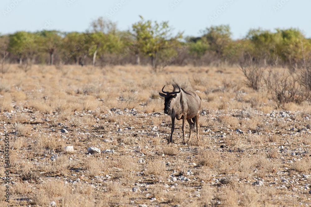 Wilderbeest - Etosha Safari Park in Namibia Wilderbeest - Etosha Safari Park in Namibia