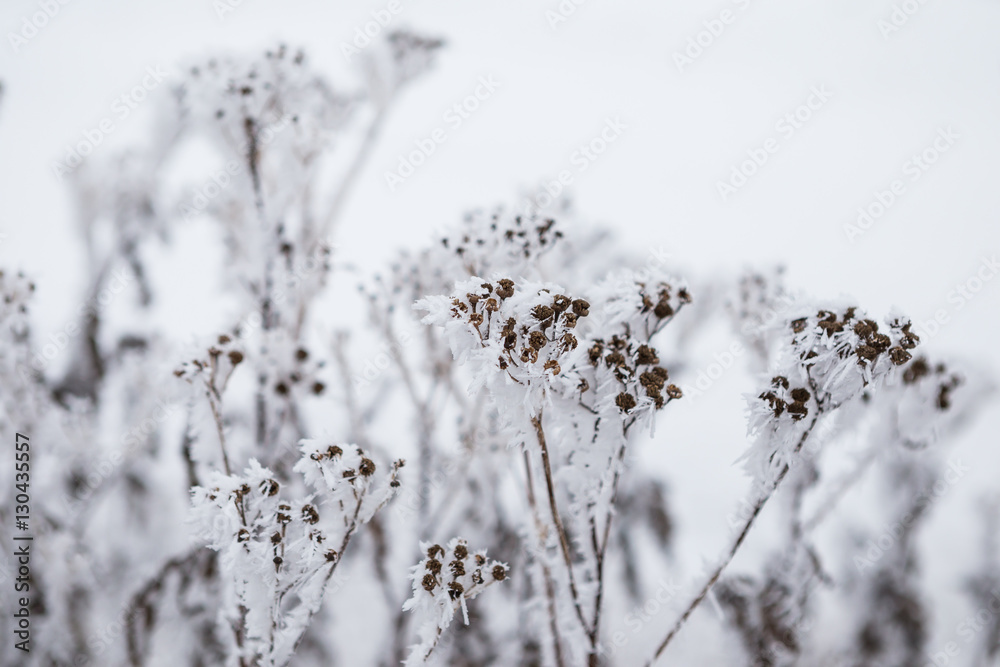 Close up of frozen flower covered with ice and snow Close up of frozen flower covered with ice and snow