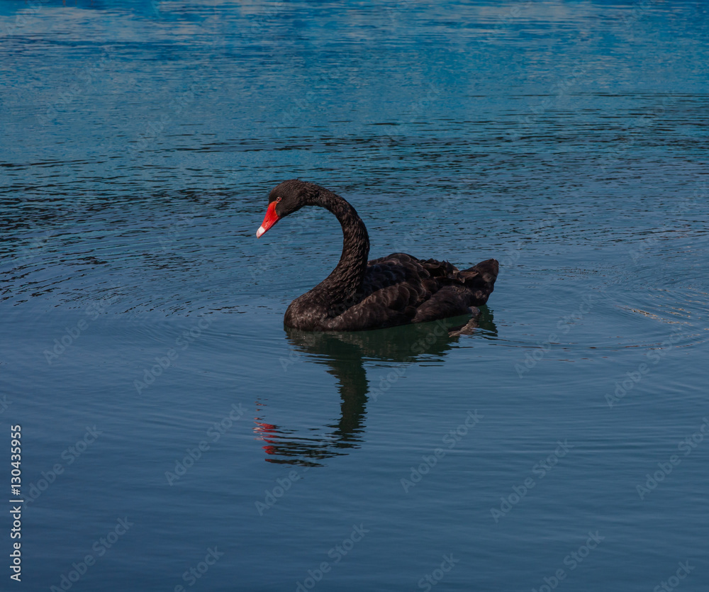 Fototapeta premium One black swan in sea pool
