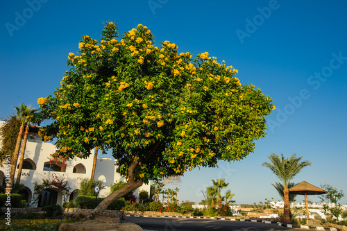 tropical tree with yellow flowers in tropical location blue sky