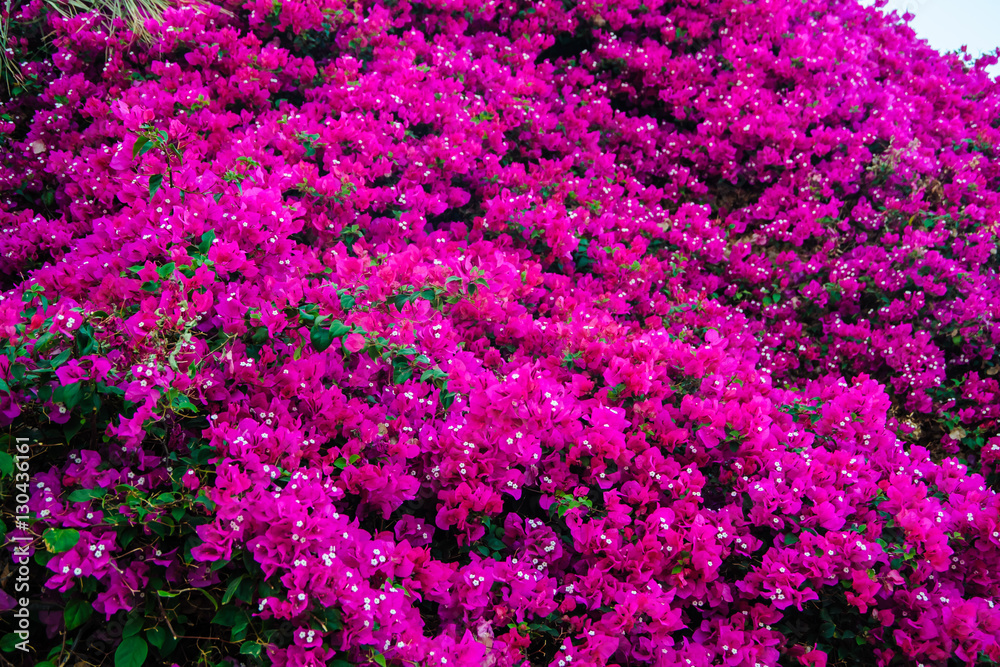 red flowers wall background pattern view tropical location red flowers wall background pattern view tropical location