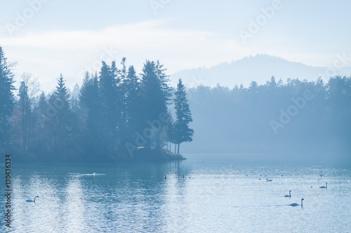 beautiful winter foggy lake with swans © chechotkin