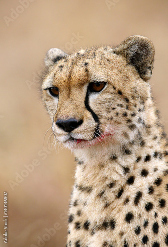 Portrait of Cheetah, Masai Mara