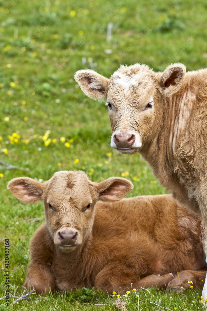 Young brown calves in buttercup meadow, County Clare, West of Ireland Young brown calves in buttercup meadow, County Clare, West of Ireland