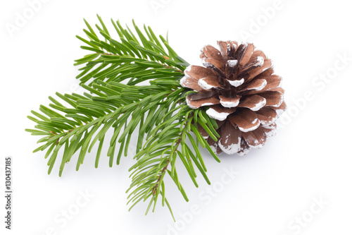 Fir tree branch and cones isolated on white background.