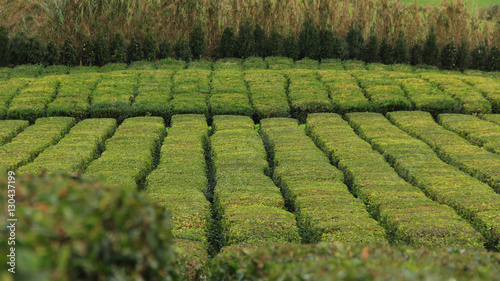 Tea plantation Azores islands  Portugal