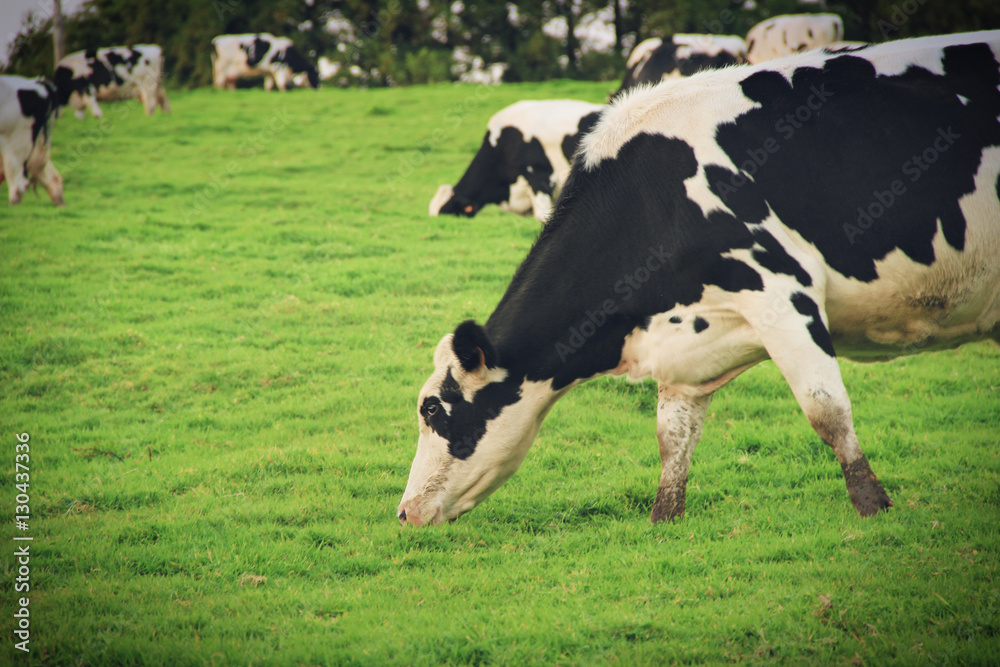 Cows grazing on a green field.Azores Islands, Portugal Cows grazing on a green field.Azores Islands, Portugal