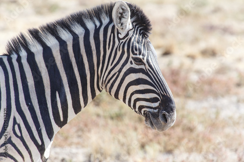 Fototapeta Naklejka Na Ścianę i Meble -  Zebra - Etosha, Namibia