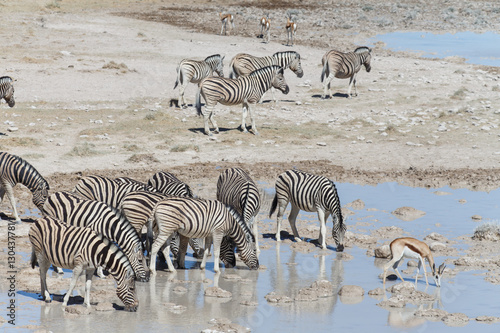 Zebra at Waterhole - Etosha  Namibia