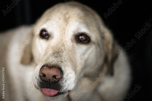 Cheeky Labrador after a walk  © Curt Piercy