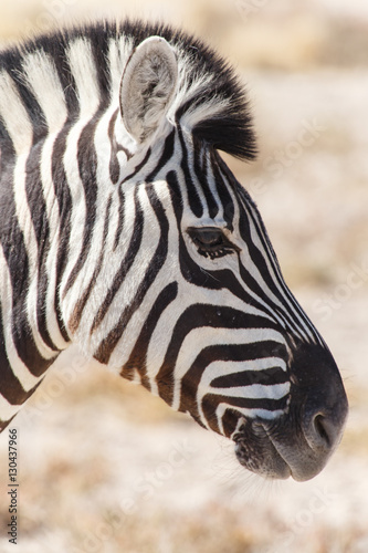 Zebra - Etosha  Namibia