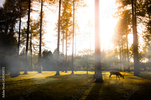 Misty morning at Westonbirt Arboretum, UK