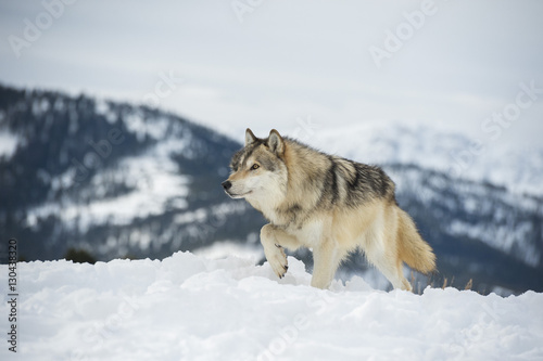 Grey wolf (timber wolf) (Canis lupis), Montana photo