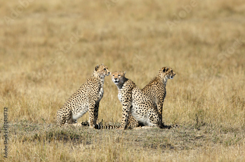 Cheetah family at Masai Mara photo