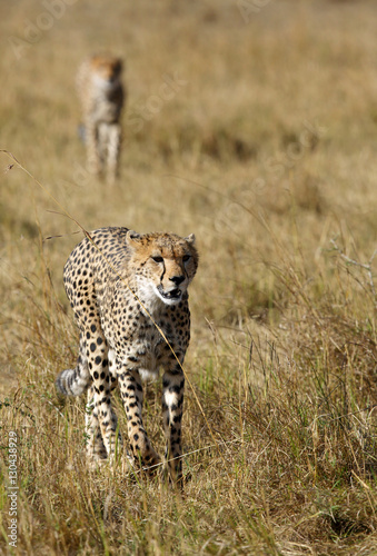 Mussiara cheetah family in Masai Mara photo