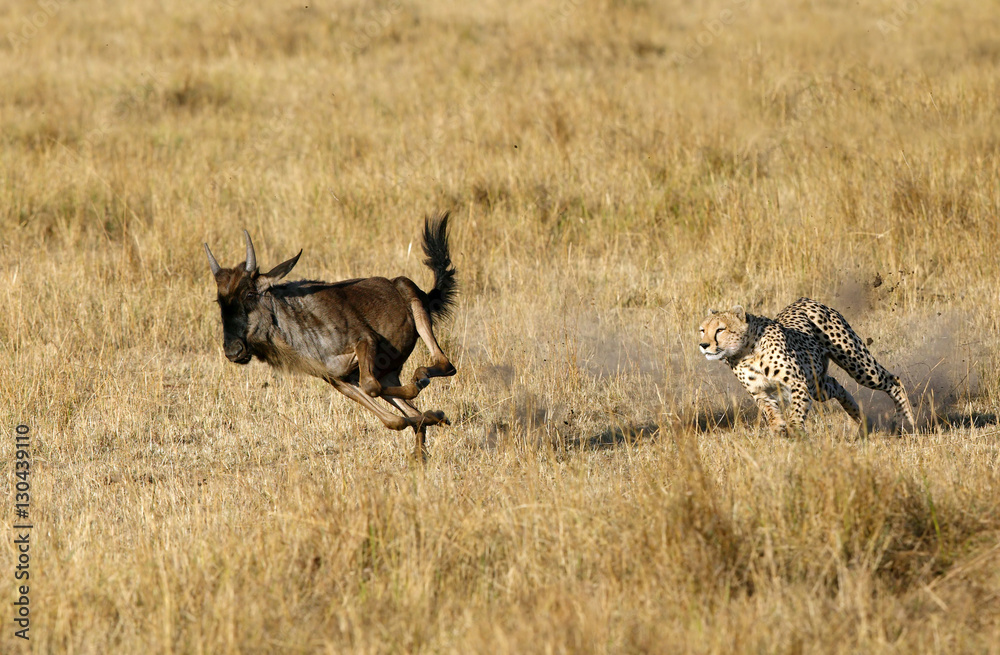 Mussiara Cheetah hunting wildebeest, Masai Mara Mussiara Cheetah hunting wildebeest, Masai Mara