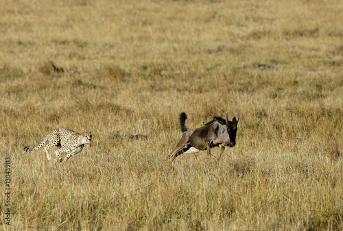 Cheetah is a big cat also know as the hunting leopard, Masai Mara photo