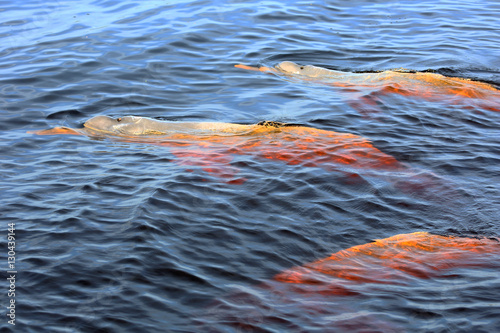 Three pink river dolphins in Rio Negro, Brazil photo