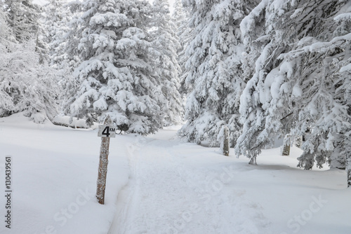 Road in winter forest with sign showing distance