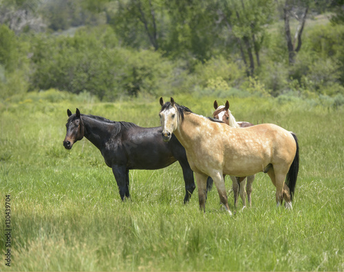 Quarter Horses in pasture  Durango  CO