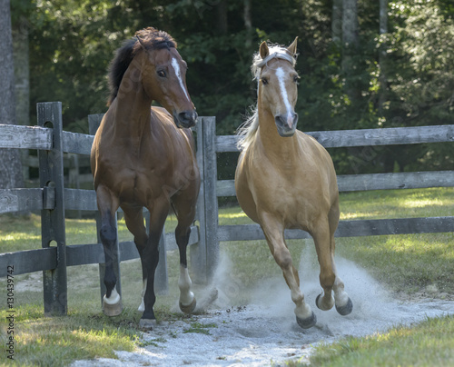Canvas Print Palomino and Thoroughbred horse buddies run