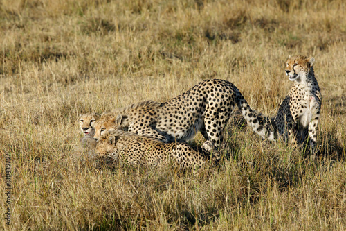 Mussiara Cheetah and cubs eating wildebeest kill, Masai Mara photo