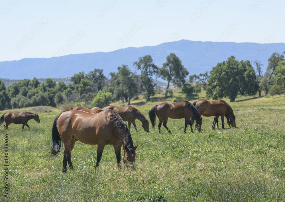 Quarter Horse mares graze in  scenic mountain pasture