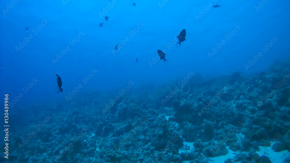 Red-toothed triggerfish fish flock or Niger Trigger Fish - Odonus niger floating in blue water
