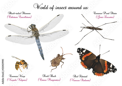 Worl of insect around us