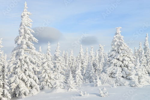 Beautiful winter forest with pine trees covered by snow