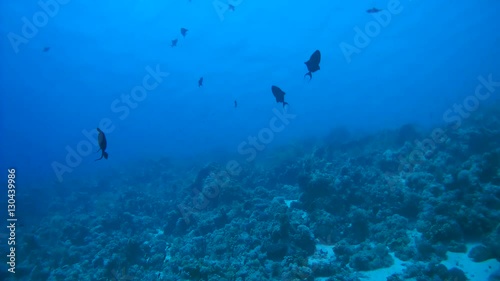 Red-toothed triggerfish fish flock or Niger Trigger Fish - Odonus niger floating in blue water
 photo