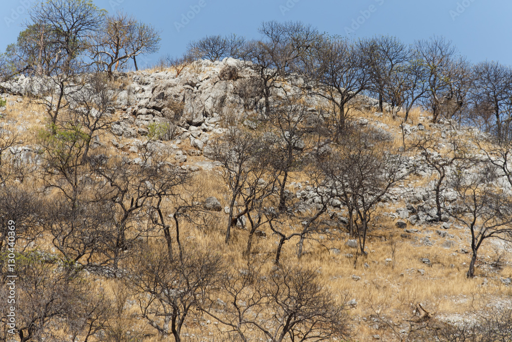 Etosha Safari Park in Namibia