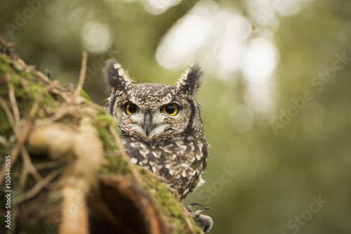 Spotted eagle owl (Bubo africanus), Herefordshire