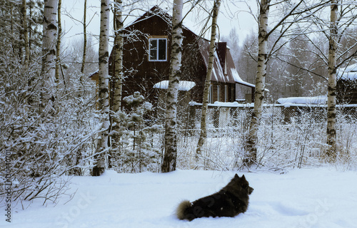 Бревенчатый дом в березовой роще. Зимний лес в снегу. Собака на переднем плане. photo