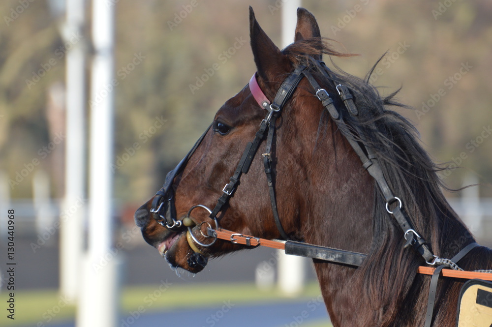 Obraz premium trotteur