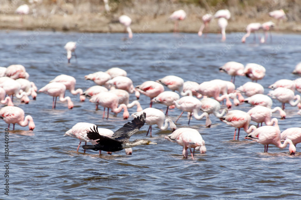 Naklejka premium Flamingo Flying - Namibia