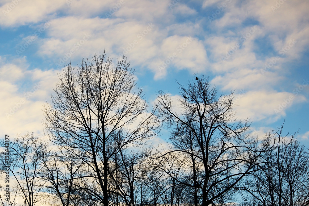 white clouds and bare trees in the park against the blue sky on a sunny winter day in the evening. white clouds and bare trees in the park against the blue sky on a sunny winter day in the evening.