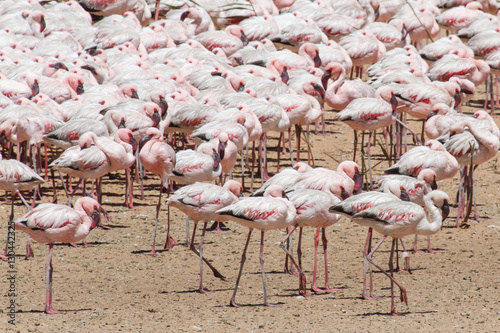 Flamingo - Namibia