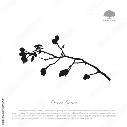 Black silhouette of briar branches on a white background. Brier