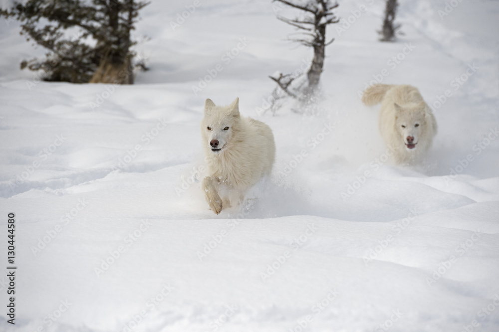 Arctic wolf (Canis lupus arctos), Montana Arctic wolf (Canis lupus arctos), Montana