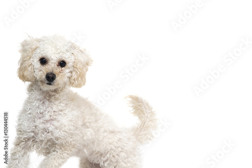 Cute little white poodle